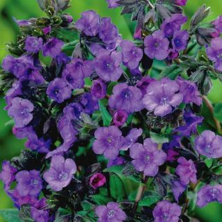 Blue Ensign Pulmonaria Thumbnail